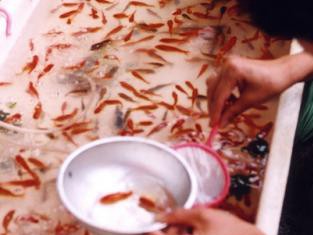 金魚すくいの金魚は、動物愛護法で守られているの？