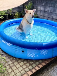 給水はダイナミックだが、「プール遊び」では無になるサンくん（画像提供：riyaさん）