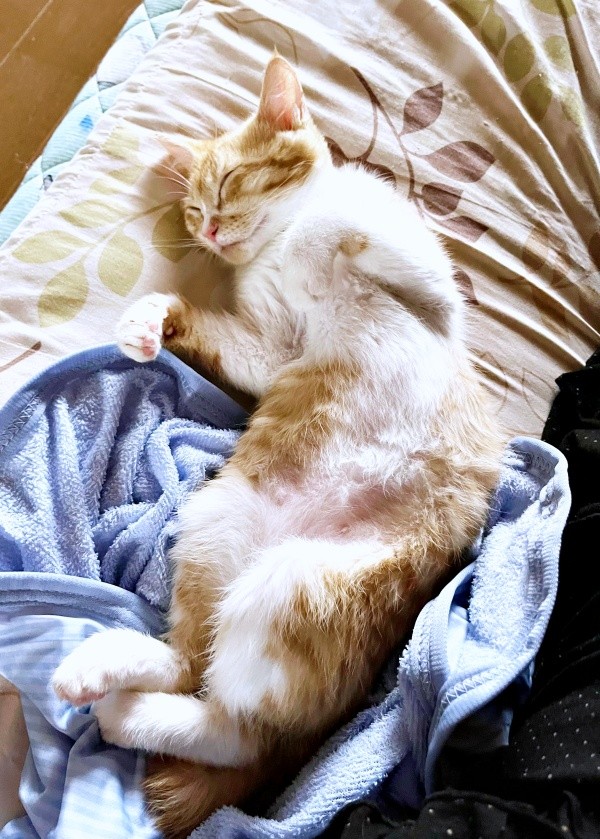 すっかりおうちに慣れた縁くん。すやすやと幸せそうな寝顔にきゅん（画像提供：【かんざき屋】じゃきちゃんさん）