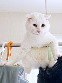 物干しに体をあずけてバランスをとるあなごさん（画像提供：Hirokoさん）