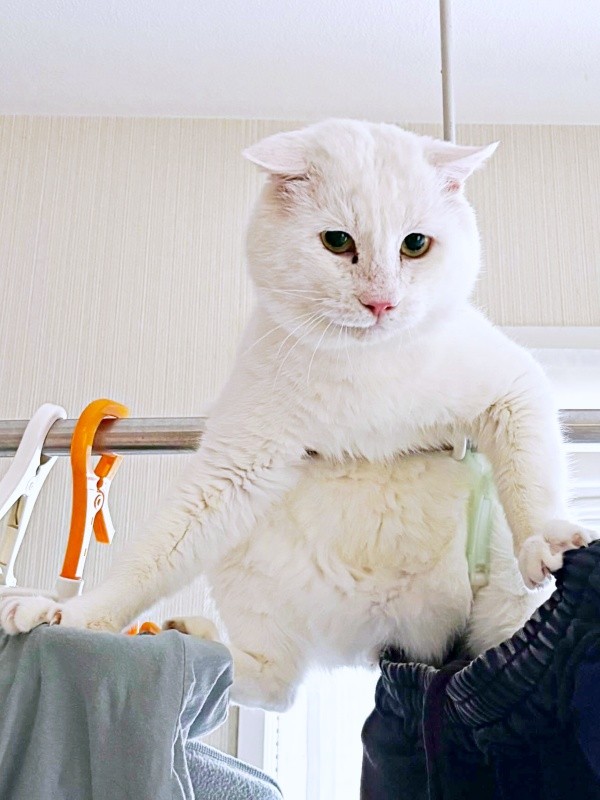 物干しに体をあずけてバランスをとるあなごさん（画像提供：Hirokoさん）