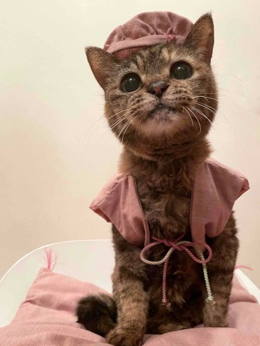 21歳を過ぎても子猫みたいだったモコちゃん。同居のコト、チコちゃん。たくさんの保護猫の「よきお姉さん」でした。昼間、2階で壁に向かって鳴く声は１階まで響くので“モコサイレン”と呼んだそう。「すべての声が愛しかった」とmaiさん（maiさん提供）