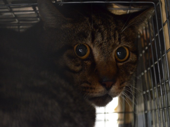 ゲージの中の猫