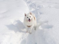 ドッグランでにこにこ笑顔の楽くん（画像提供：くーさんママさん）