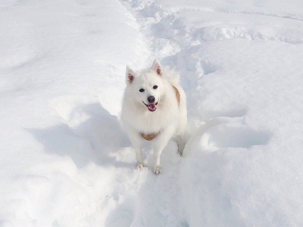 ドッグランでにこにこ笑顔の楽くん（画像提供：くーさんママさん）