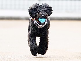 天真爛漫な「てん」　テンション高く、尻尾を高速フリフリ　