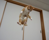 イリュージョン（提供写真）