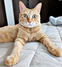 凛々しい顔つきが素敵なぷりんちゃん（画像提供：ぷりんちゃん𝕏さん）