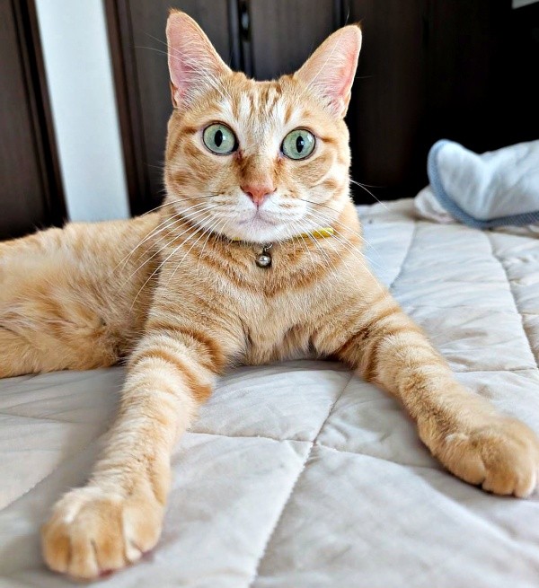 凛々しい顔つきが素敵なぷりんちゃん（画像提供：ぷりんちゃん𝕏さん）