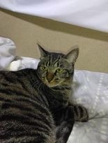 眼光鋭いえむこちゃん＝satomirikoさん提供
