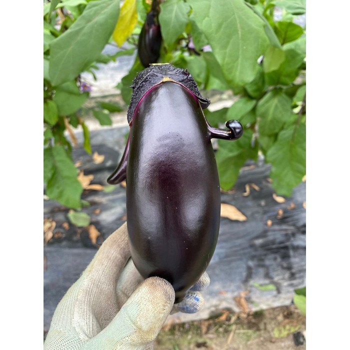 ナスがガッツポーズ！？ かわいすぎて「ほっこりした」人が続出…収穫