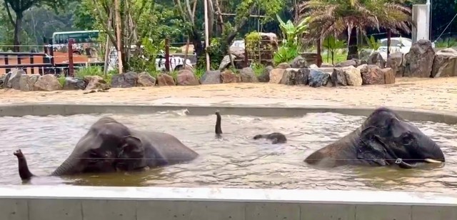 巨大なプールにすっぽり