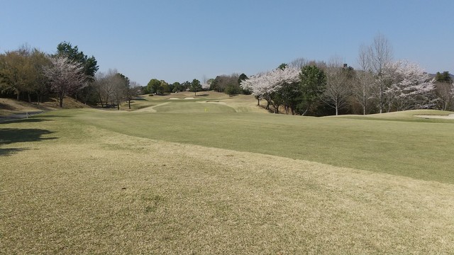 日本のコースではこの時期、満開の桜に目がなごませてくれる