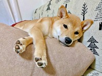 ソファでくつろぐ妹・ななちゃん（画像提供：なつポょさん）