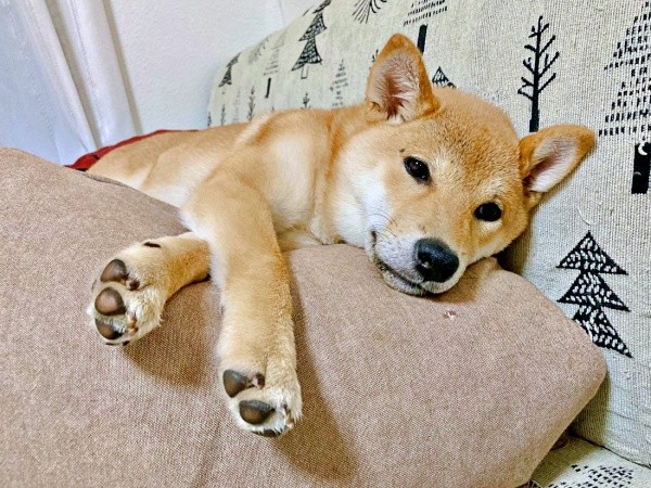 ソファでくつろぐ妹・ななちゃん（画像提供：なつポょさん）
