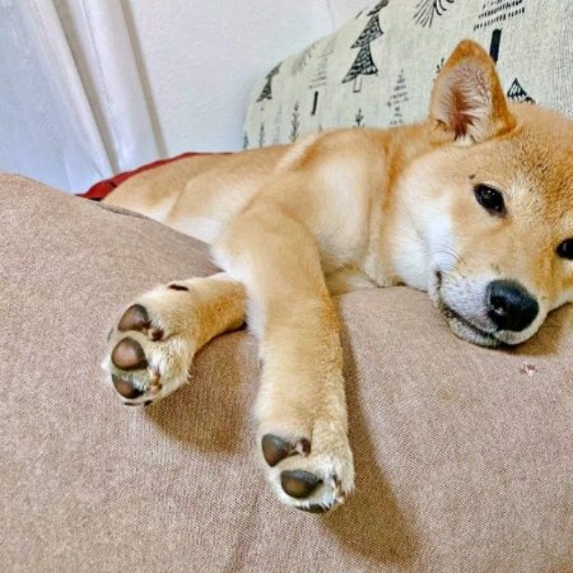 ソファでくつろぐ妹・ななちゃん（画像提供：なつポょさん）