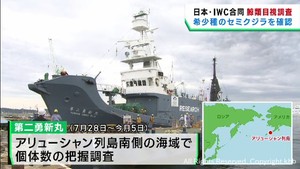 希少種セミクジラを確認　宮城・塩釜港に帰港したクジラ調査船が成果を報告