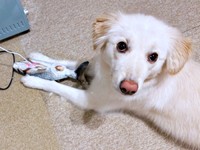 動くおもちゃ、充電中。そわそわと待つハニちゃん（画像提供：薄茶のいぬさん）