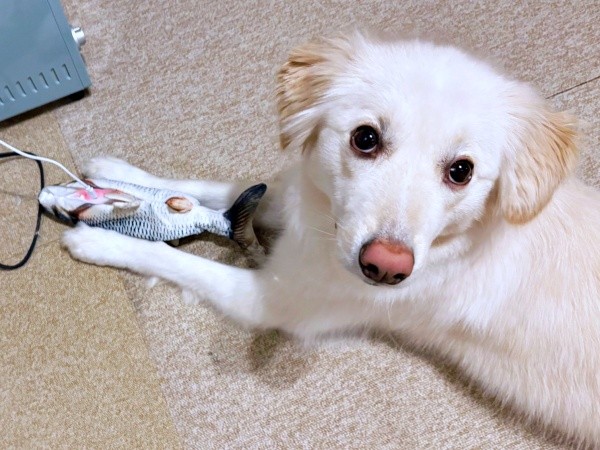 動くおもちゃ、充電中。そわそわと待つハニちゃん（画像提供：薄茶のいぬさん）