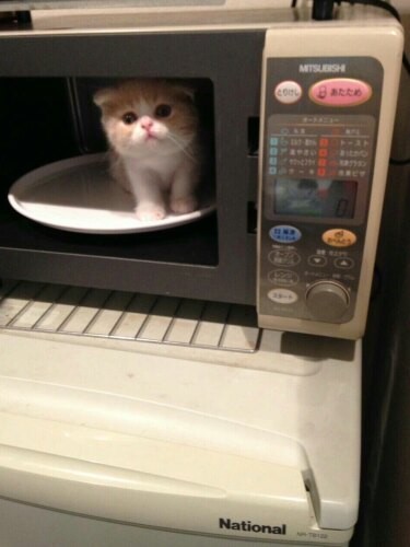 家にきたころの「チャコ」