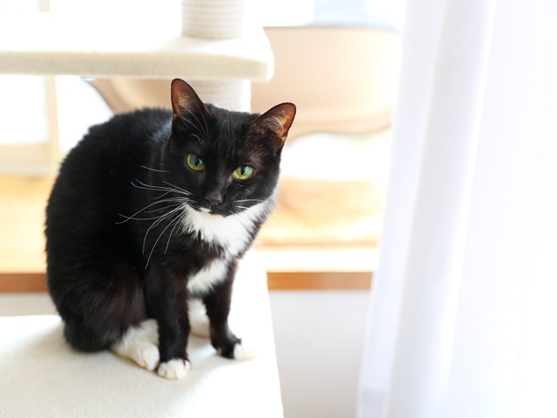 ジロウと一緒にやって来た、タキシードを着たくるみ。格好いいけど女の子です。