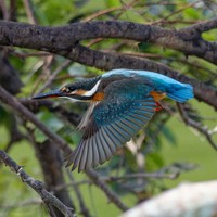 「若干（身体が）重そうな気もします」というひと言とともに投稿された写真。軽やかに飛んでいるように見えますが…!?（画像提供：ポークジンジャーさん