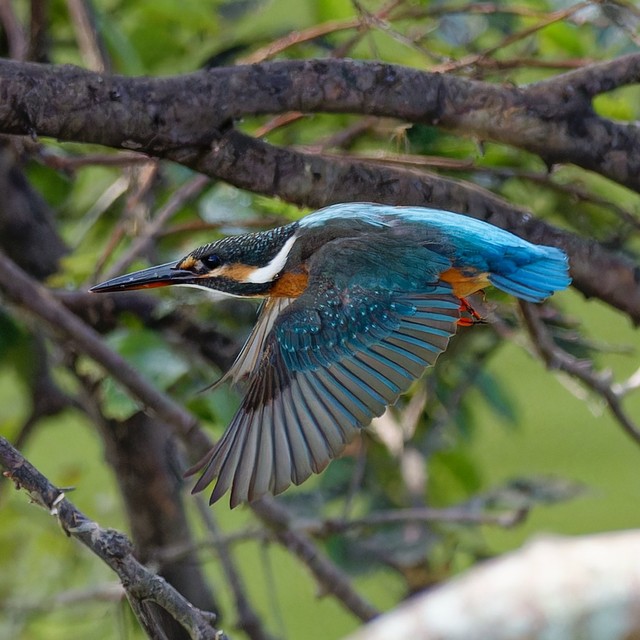 「若干（身体が）重そうな気もします」というひと言とともに投稿された写真。軽やかに飛んでいるように見えますが…!?（画像提供：ポークジンジャーさん