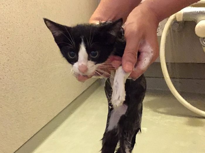 「きれいにシャンプーしてもらったの」