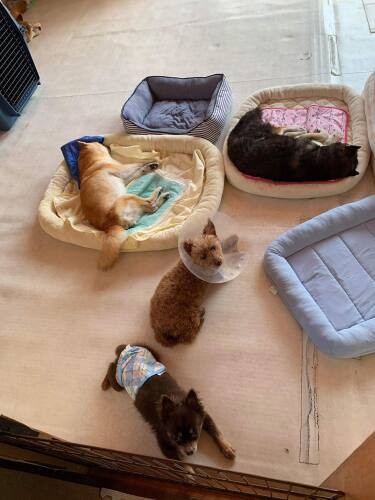 なんとも言えない、まったりとした時間が老犬シェルターには流れている