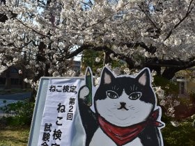 「ねこ検定」２年目　“真の猫好き”認定を目指し、難問に挑戦