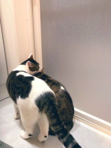 注射後、すぐ浦太郎（右）に寄りそう桃太郎。「ずっと心配そうにしていました」（うえみさん提供）