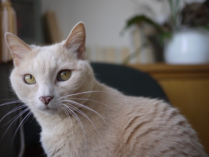 ミルクティー色の毛だから白となじむ！