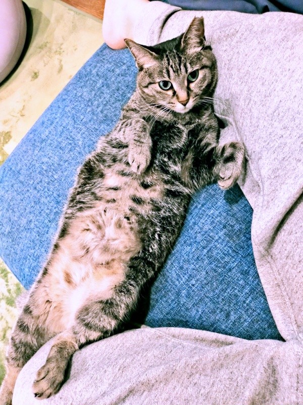 飼い主さんの足を枕にしてくつろぐちあきさん（画像提供：青い人さん）