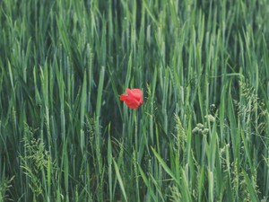 可愛いものが怖い。そんな私を変えたのは「東京」だった