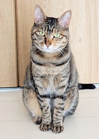 涼しげな表情がキュートなたまちゃん（画像提供：にゃんこ先生さん）