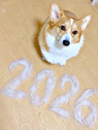 抜け毛アートの前でしょこんと座る柊くん（画像提供：Daikiさん）