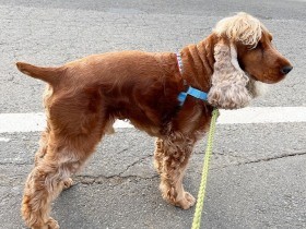 散歩はなぜ大事？雨の日も行くの？　ドッグトレーナーに聞く愛犬が喜ぶ散歩・準備編