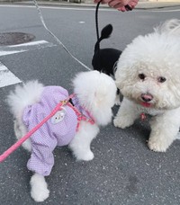 イケメンの子に会ったよ＝ルル真っ白ポメラニアンの女の子さん（@lulu_lu_0607）提供