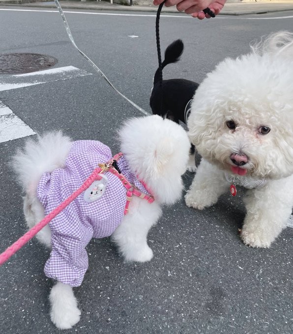 イケメンの子に会ったよ＝ルル真っ白ポメラニアンの女の子さん（@lulu_lu_0607）提供