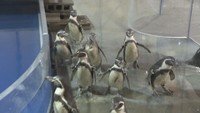 市場水族館の様子