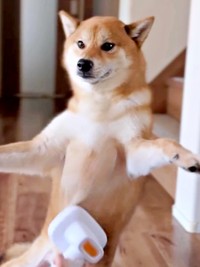 背中とお尻はダメ！ あくまで胸毛のお手入れを求めるいろりくん（画像提供：柴犬いろりさん）