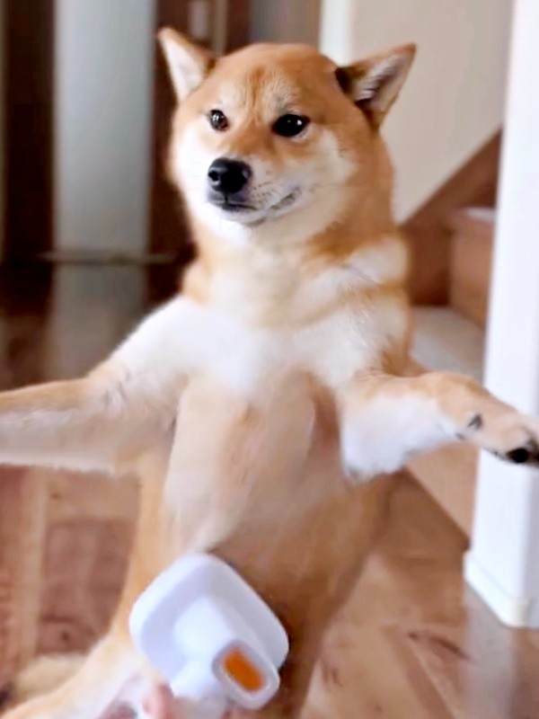 背中とお尻はダメ！ あくまで胸毛のお手入れを求めるいろりくん（画像提供：柴犬いろりさん）