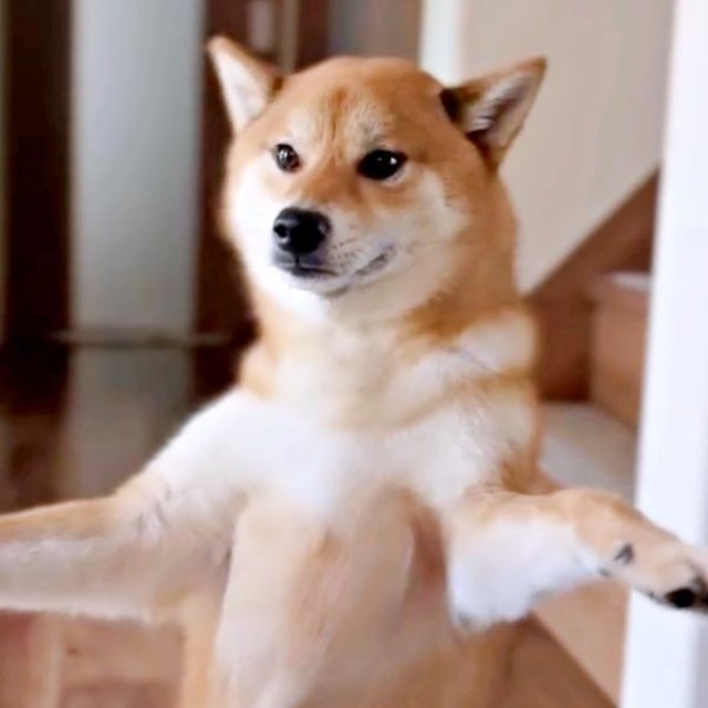 背中とお尻はダメ！ あくまで胸毛のお手入れを求めるいろりくん（画像提供：柴犬いろりさん）