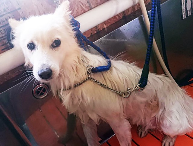 北海道・遠軽町で保護された元飼い犬で野犬化したミックス犬・ユッカ