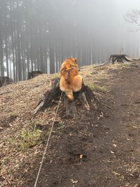 こんなところで「拒否柴」発動！（画像提供：岳 柴犬 さん）