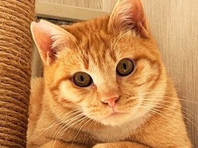 真冬に猫の鳴き声…屋根から下りられなくなっていた！　７日目に救助、今は家族募集中