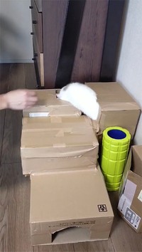 バネのおもちゃみたいに吸い込まれていきます（動画よりキャプチャ／提供：つむぎ🐈スコティッシュフォールドさん）