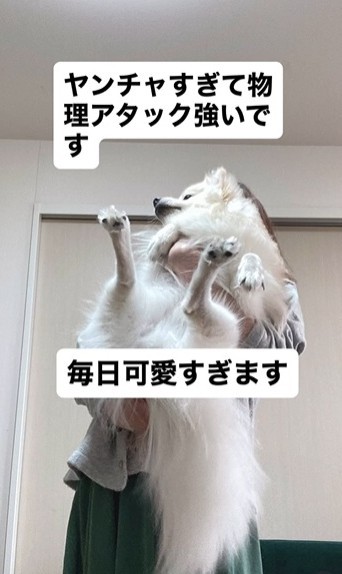 やんちゃすぎて物理アタックが強いという（飼い主さん提供、Instagramよりキャプチャ撮影）