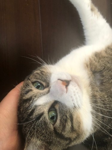 「やった！」なでられるの大好き（かおりさん提供）