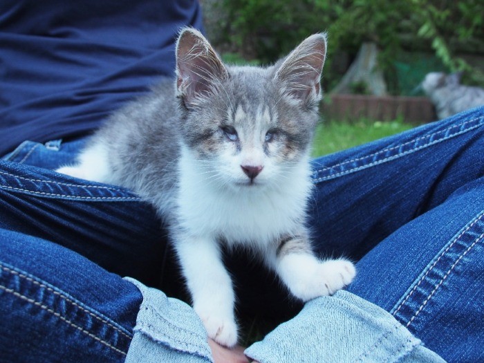 保護されてひと月足らずの頃。庭に出ると心細げ。